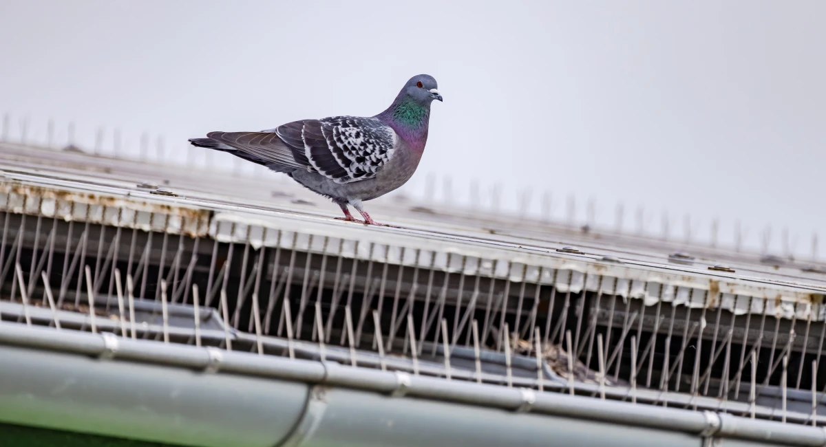 pigeon sitting on roof surrounded by bird spikes