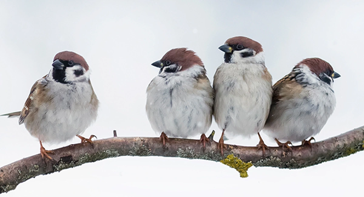 sparrows in winter