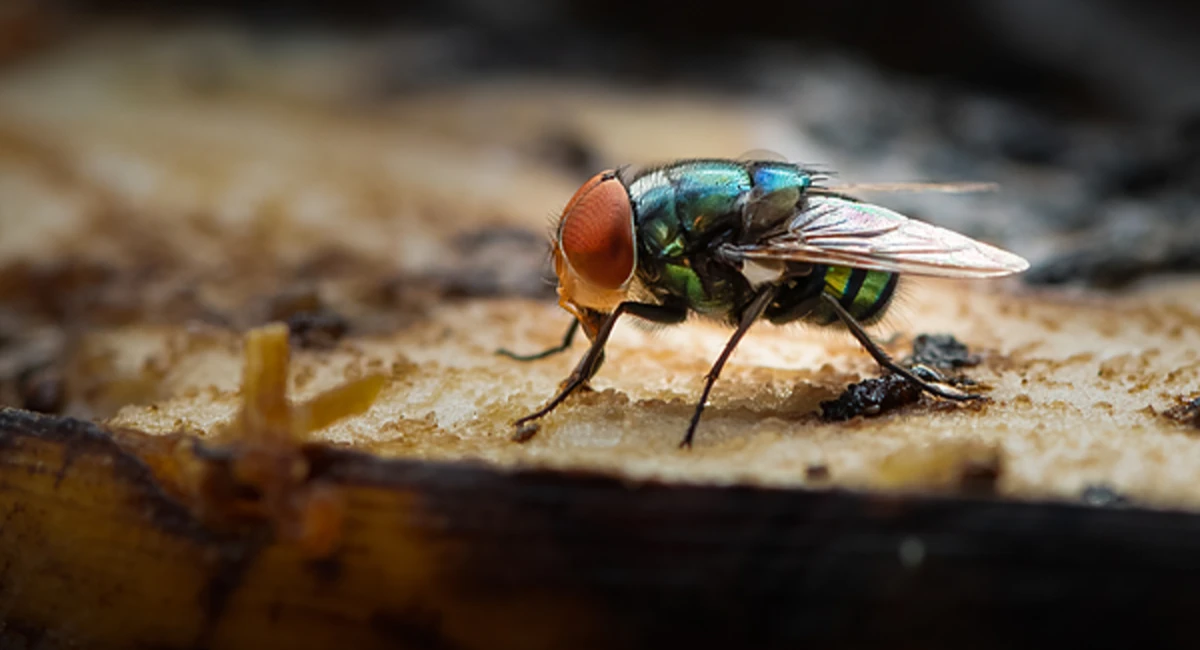 Housefly on wood close up