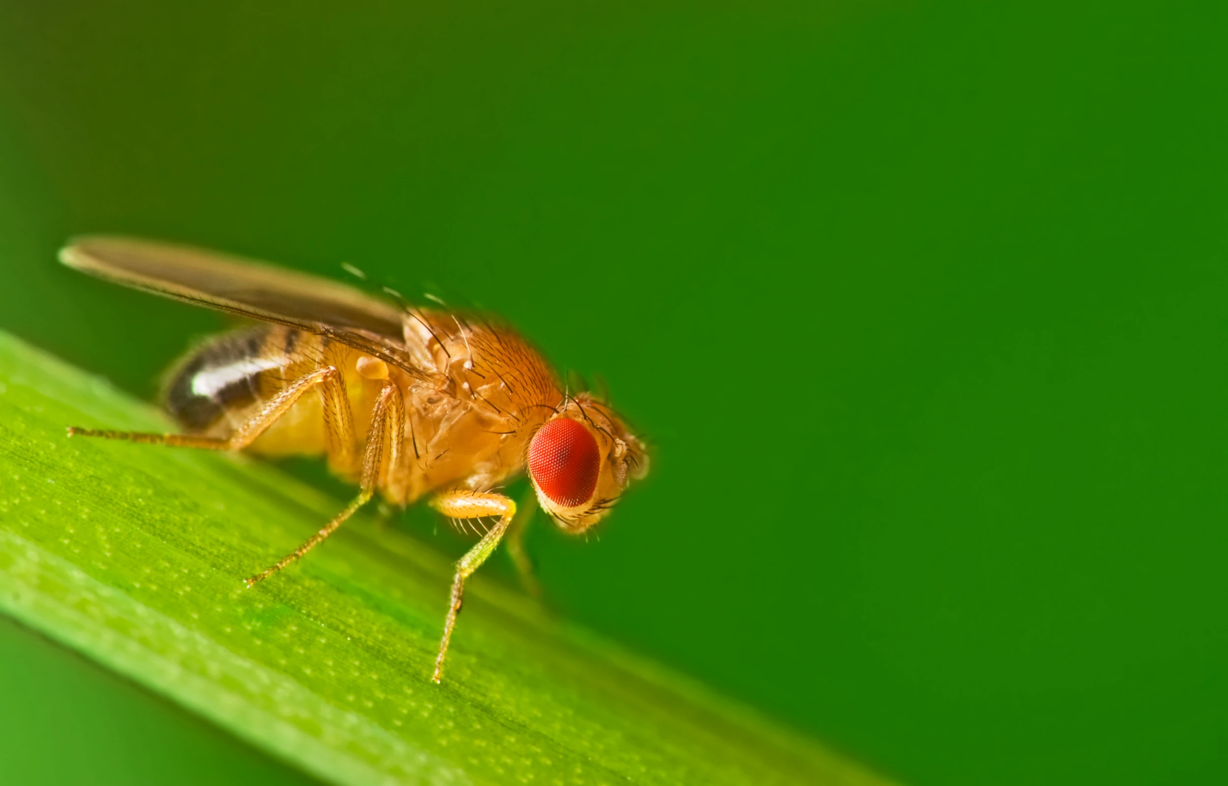 fruit fly on a blade of grass