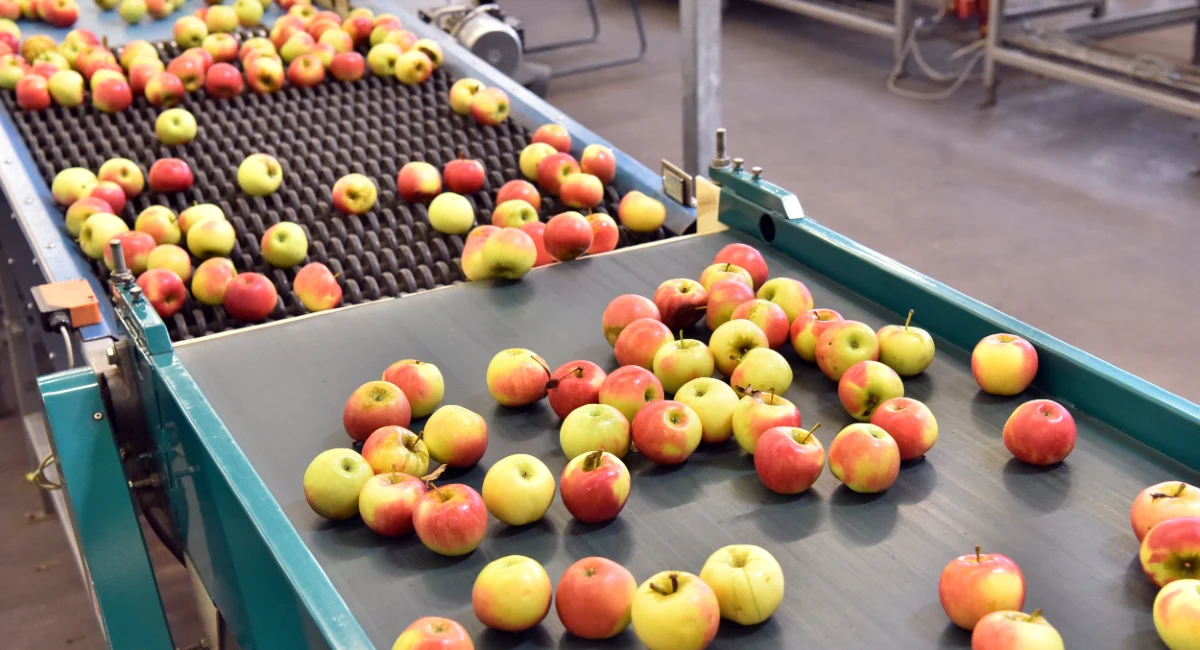 Apples in a factory