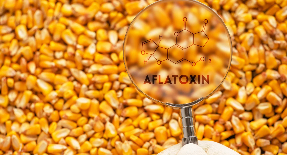 A magnifying glass on corn assessing for aflatoxins 
