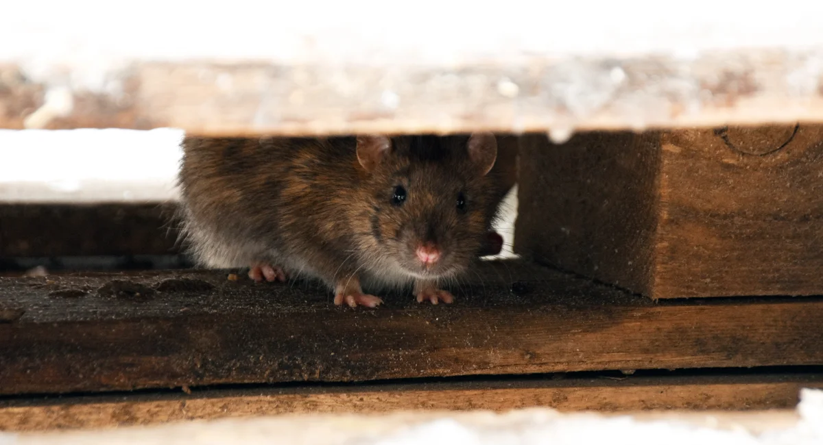 Rodents can hitch a ride on pallets and squeeze into tight spots to gain entry into warehouse and storage units