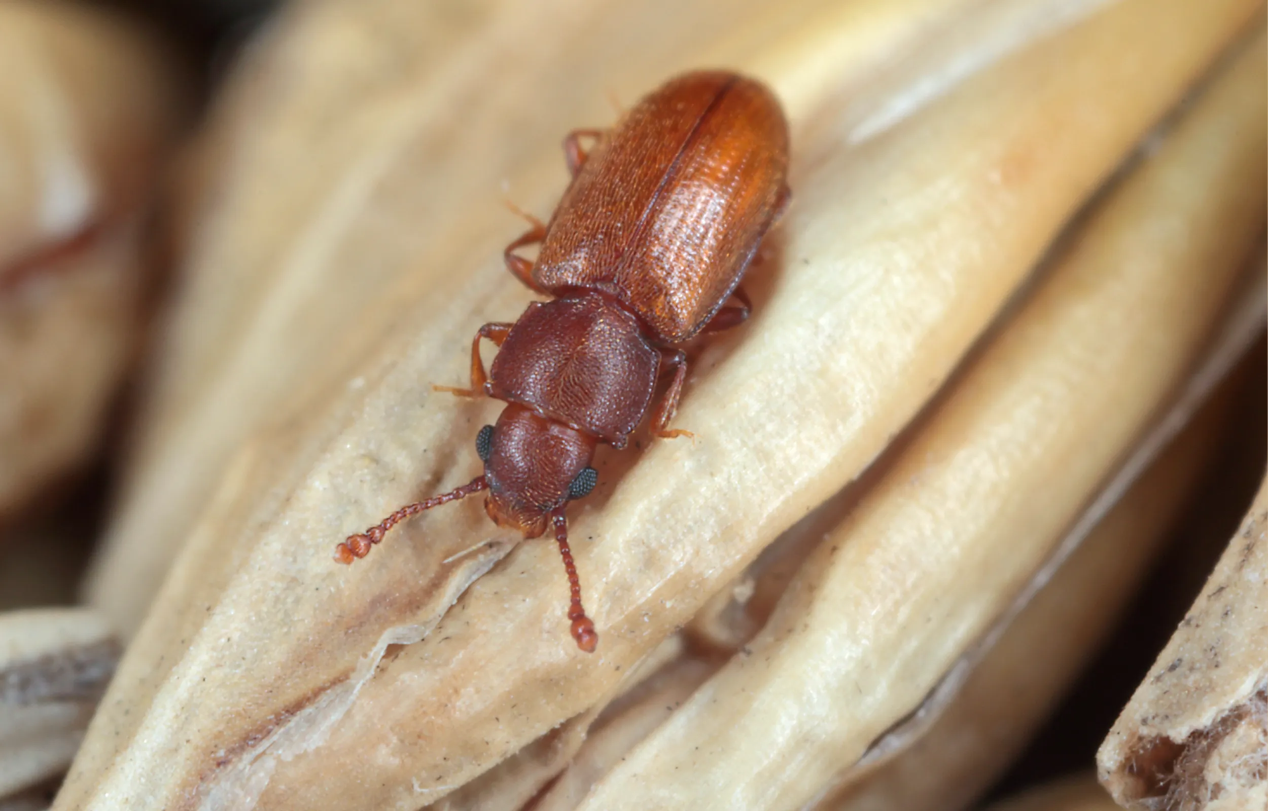 Grain beetle on wood