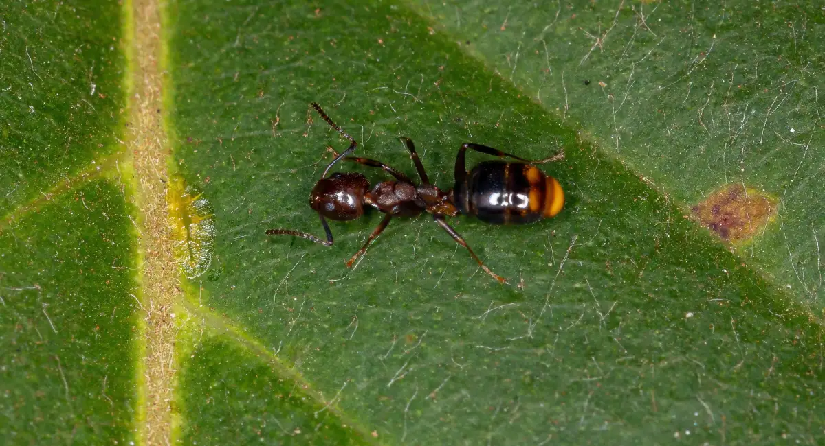 odorous house ant on leaf