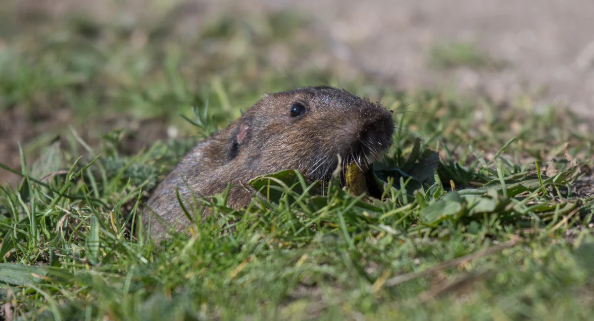 Rodent popping out of hole