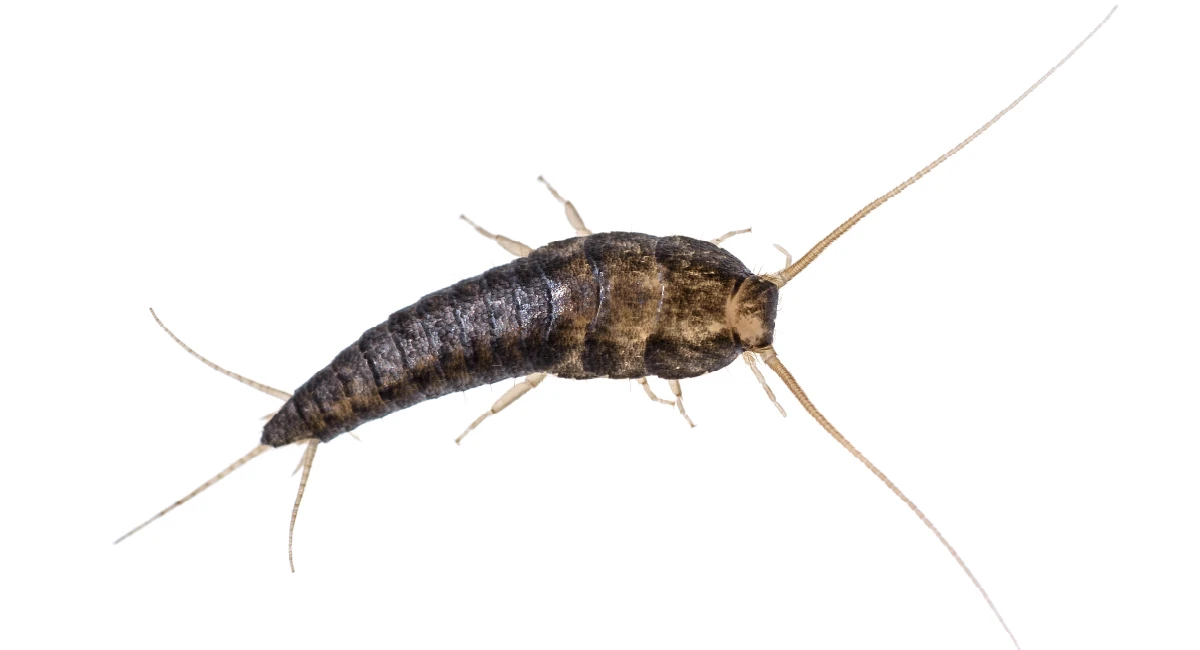 silverfish on white background