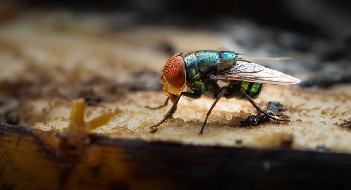 House flies spread bacteria on food and surfaces
