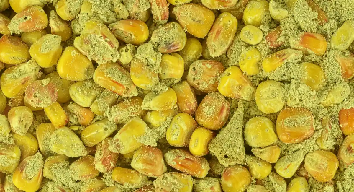 Corn with aflatoxin