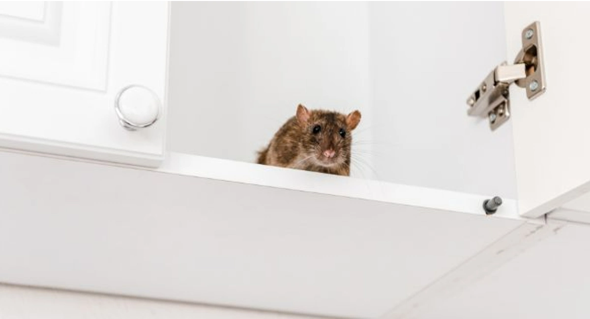 mouse in kitchen cupboard