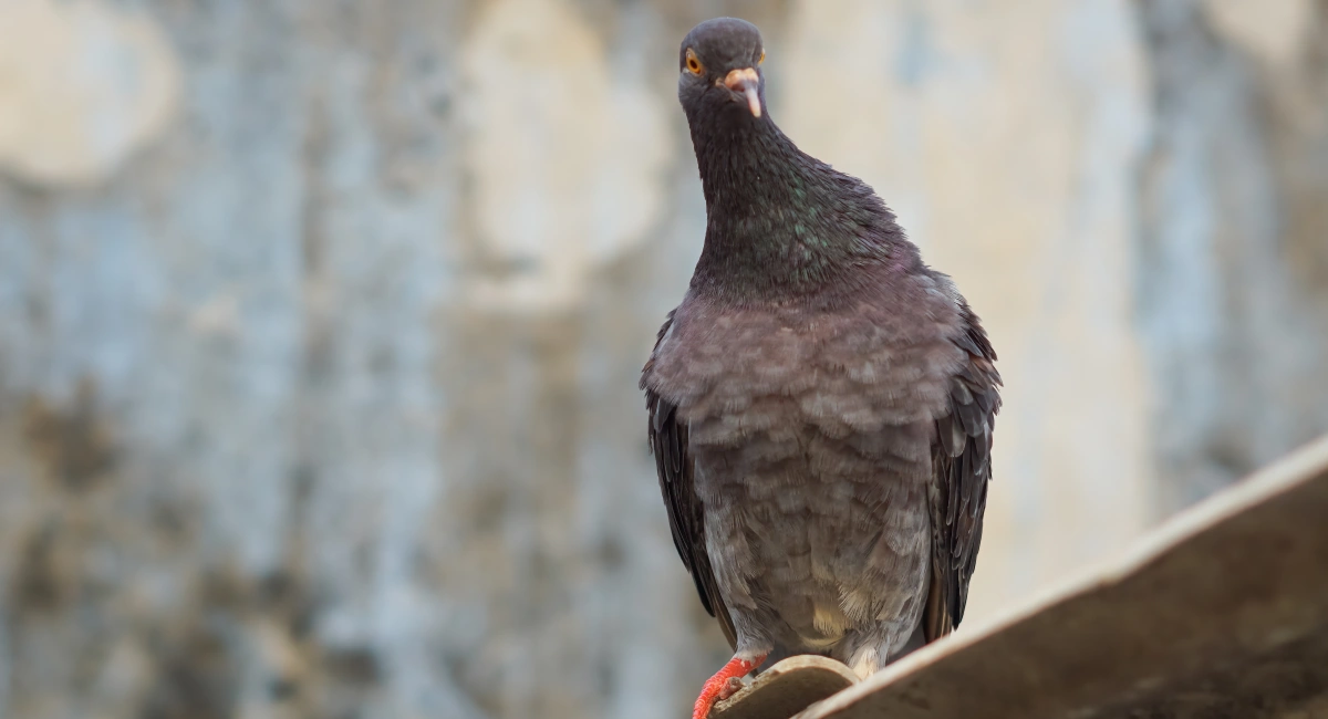 A pigeon perched on a rooftop