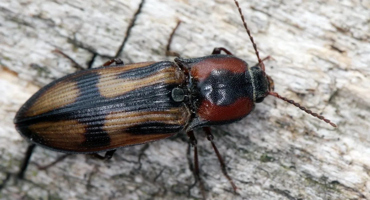 Click beetle on wood