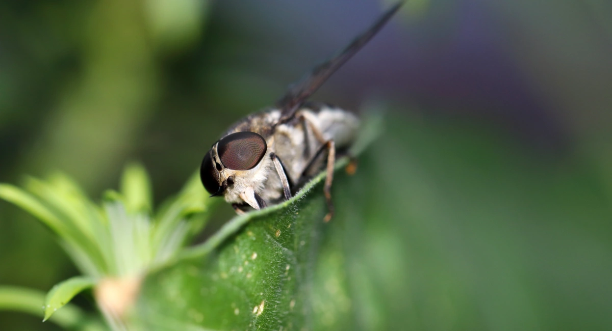 horsefly
