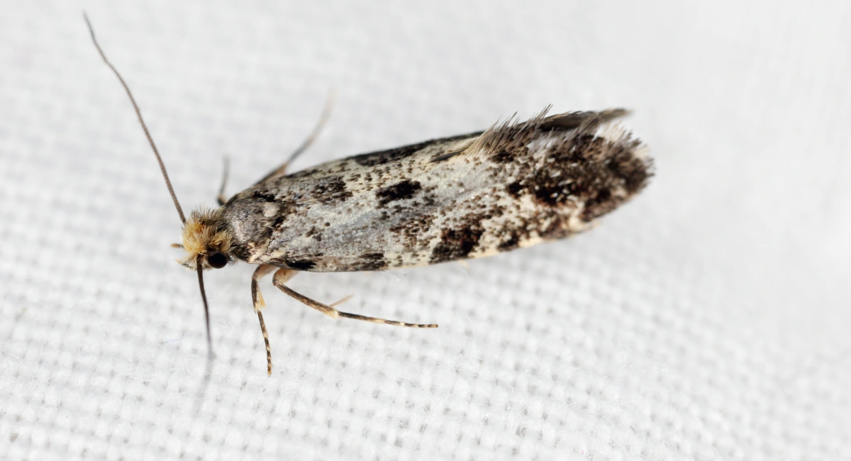 Grain Moth up close 