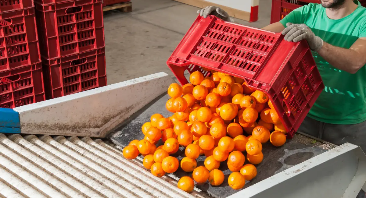 oranges in food processing plant