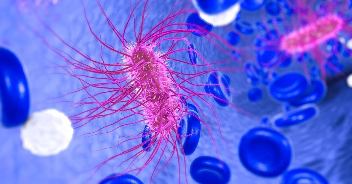 e coli cells