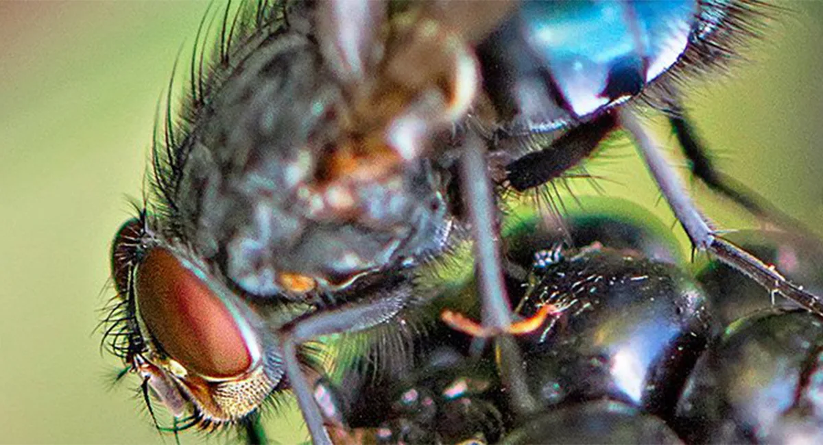 flies