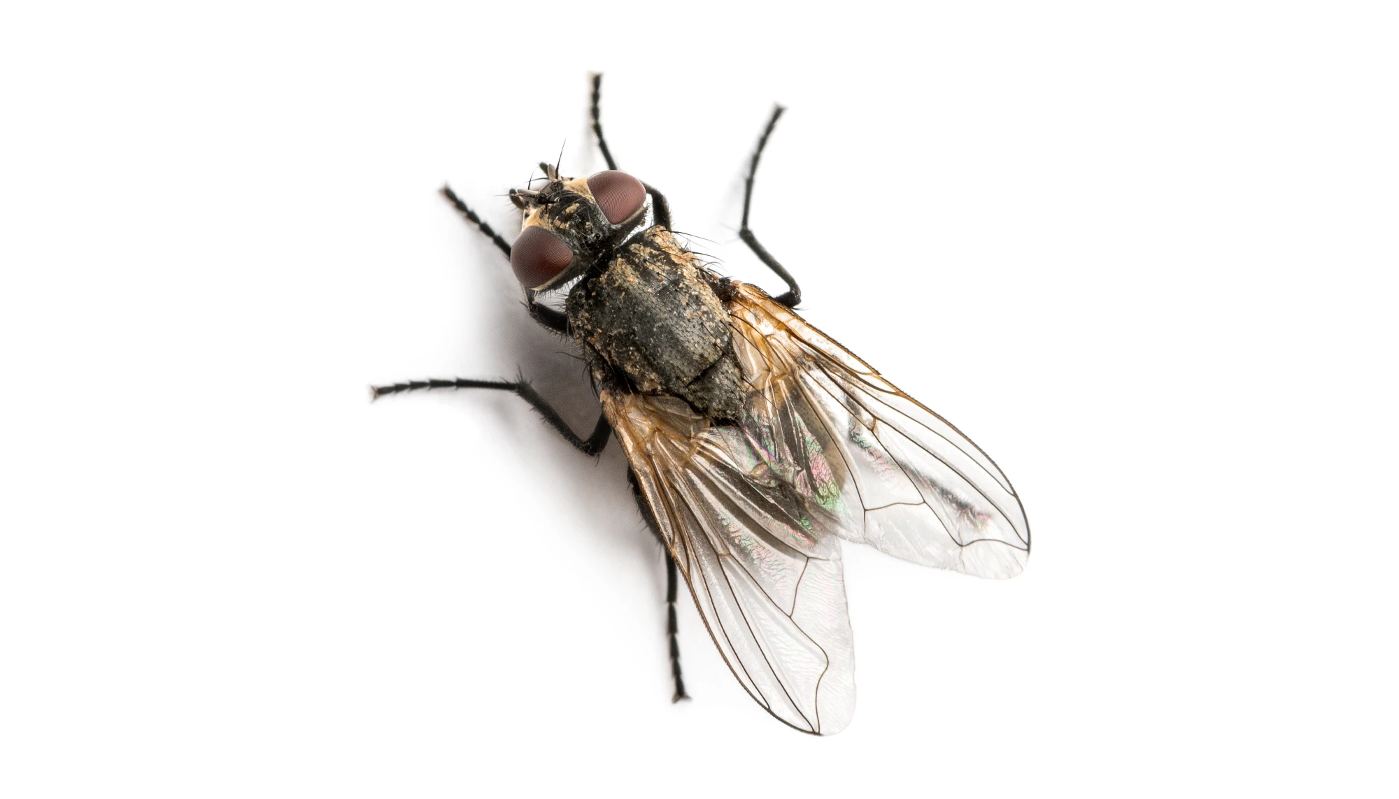 housefly close up 