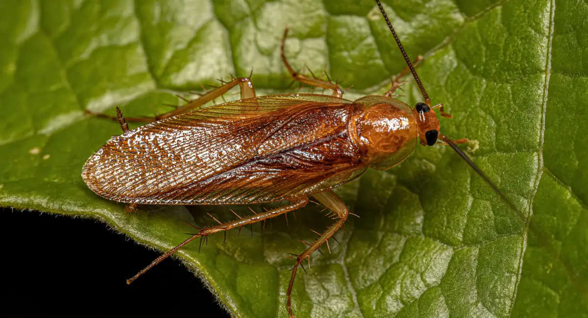 wood cockroach on leaf