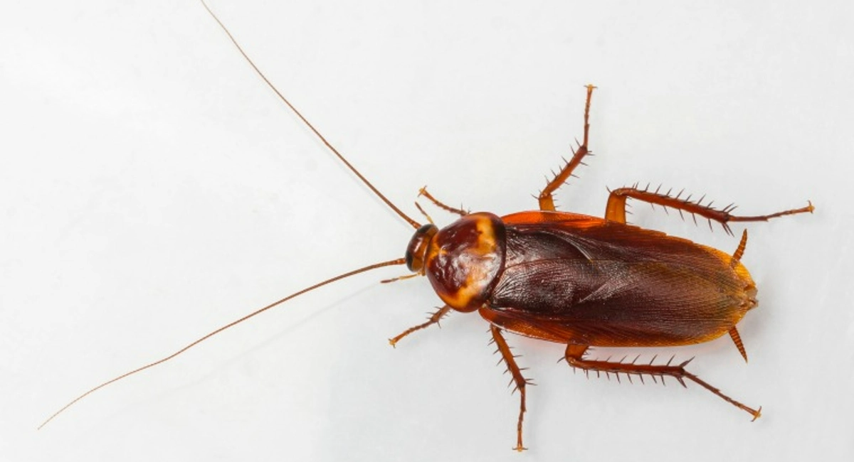 american cockroach on white background