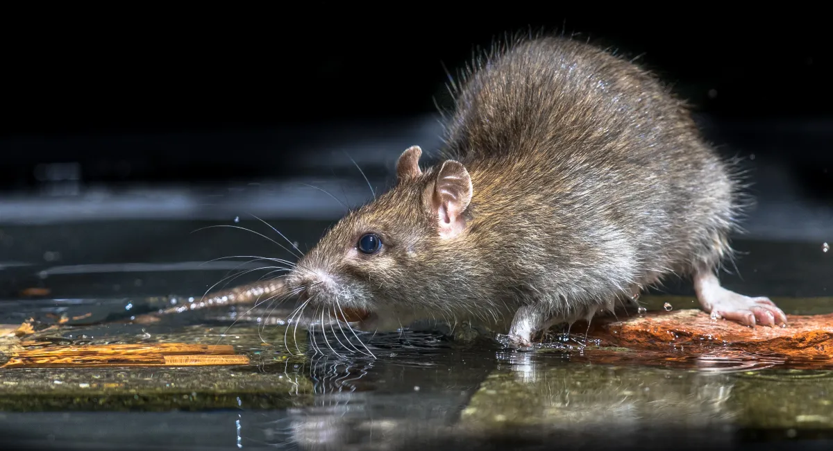 A Norway rat