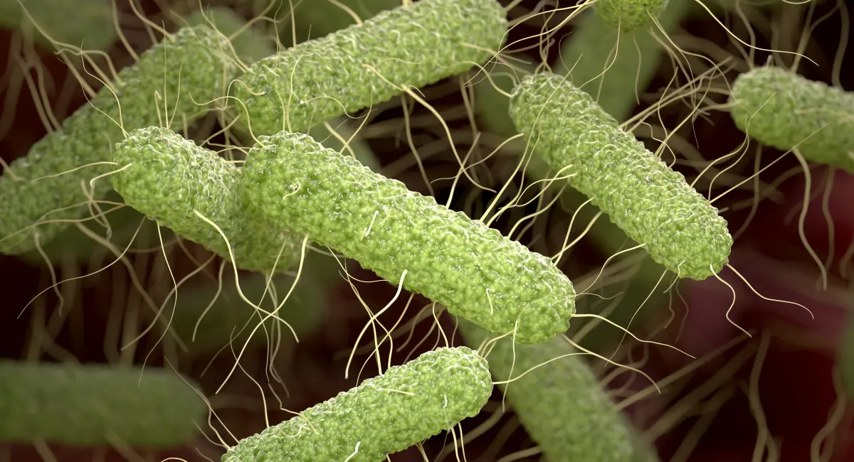 Salmonella backteria