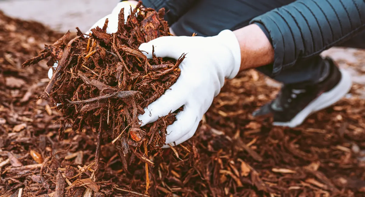 male with gloves on picking up handful of wood chips and broken branches from garden