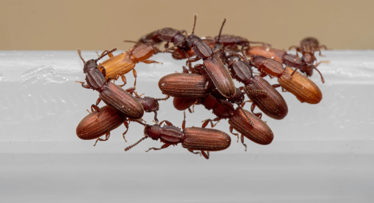 Sawtooth Grain Beetles in a group
