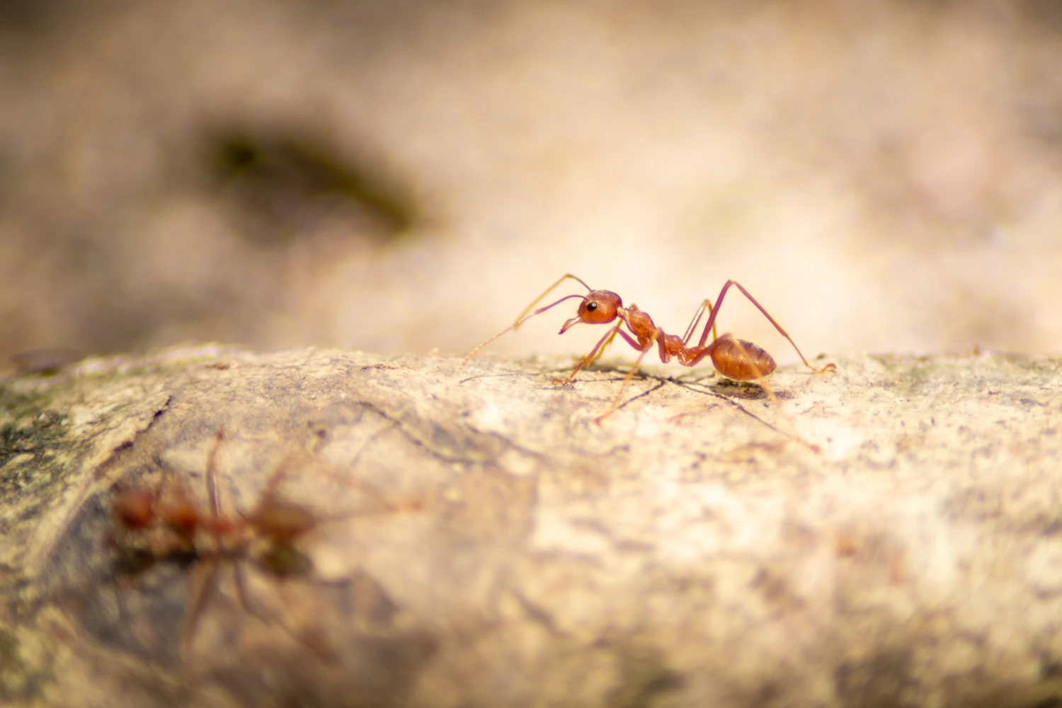 red imported fire ants on rock