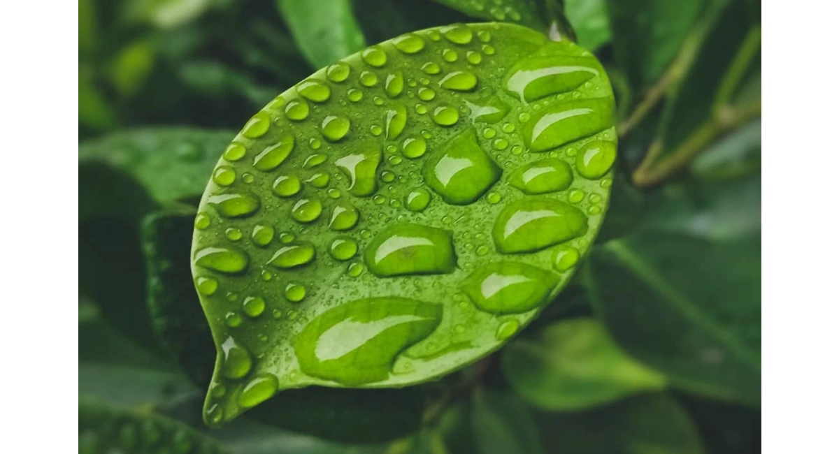 droplets on leaf