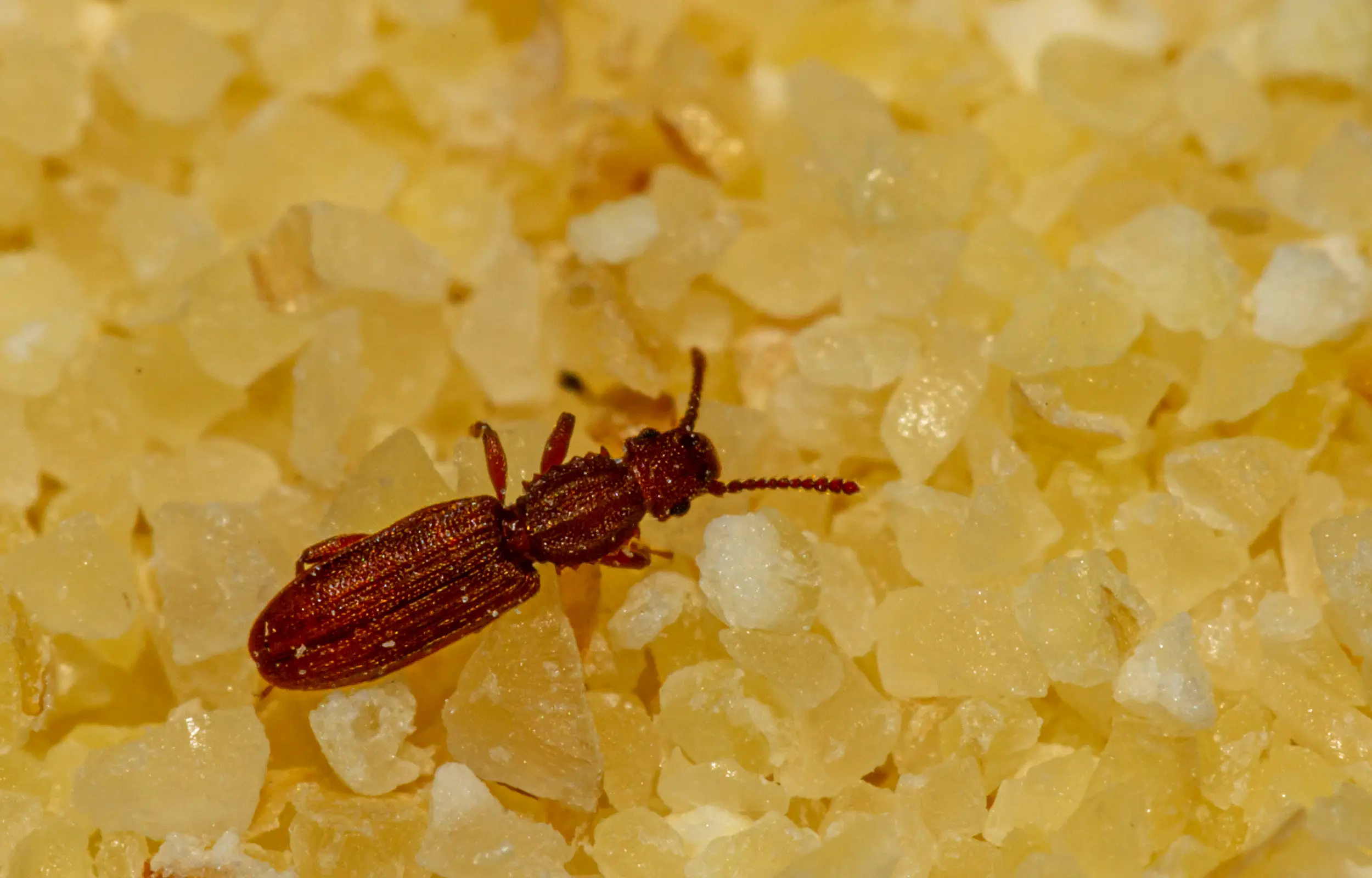 Sawtoothed grain beetle on grains