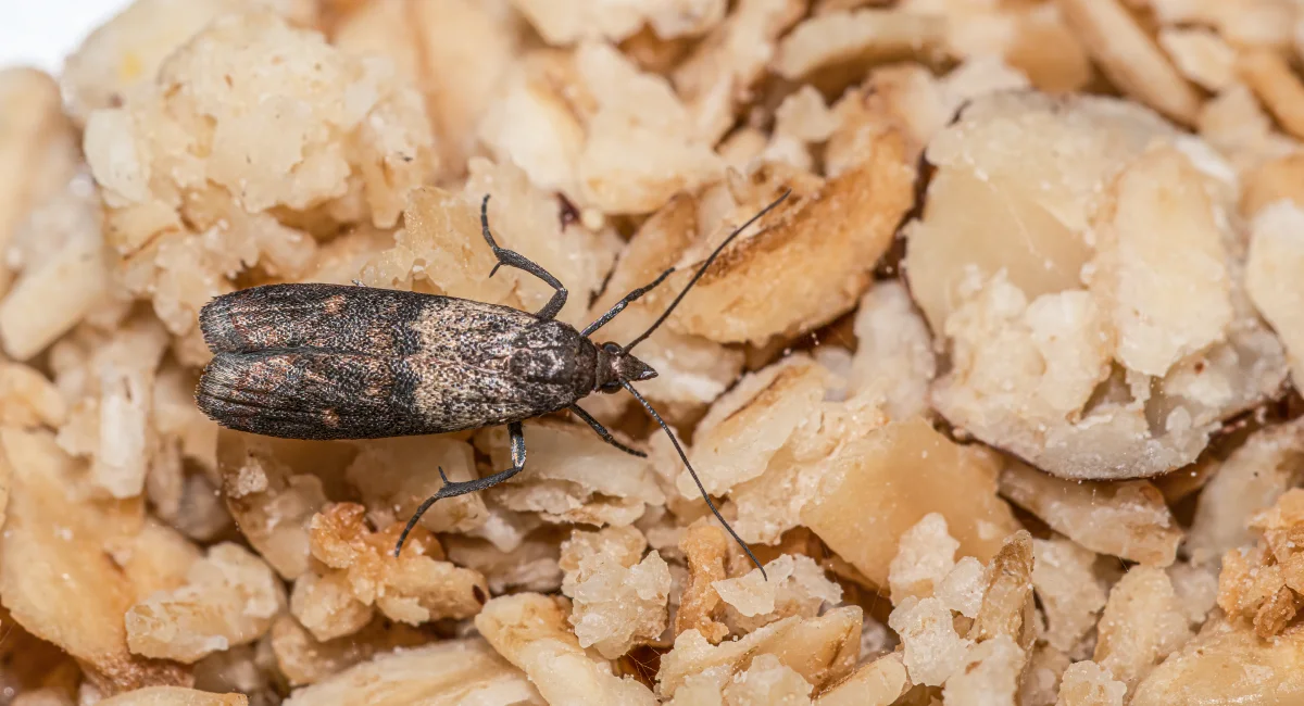 indian meal moth on outs