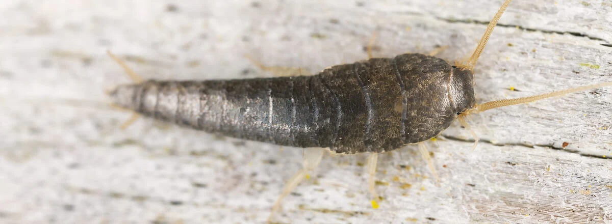 Silverfish on wood