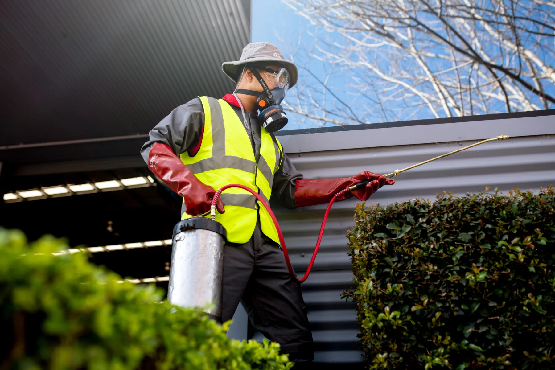 Technician spraying pesticide on hedge 
