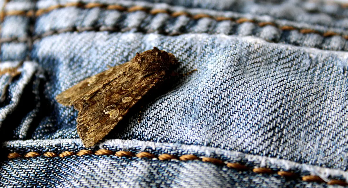 moth sitting on jean pocket