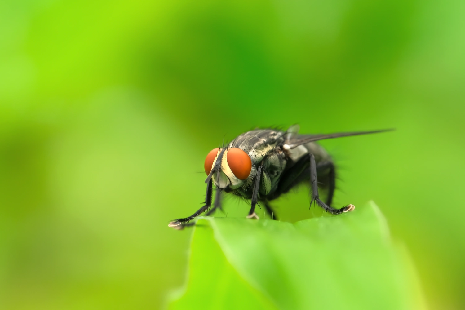 Green bottle neck fly