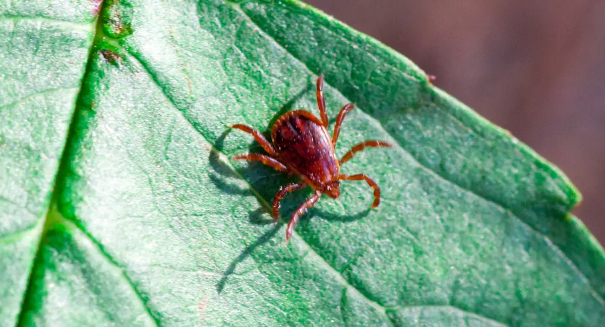 brown dog tick on leaf