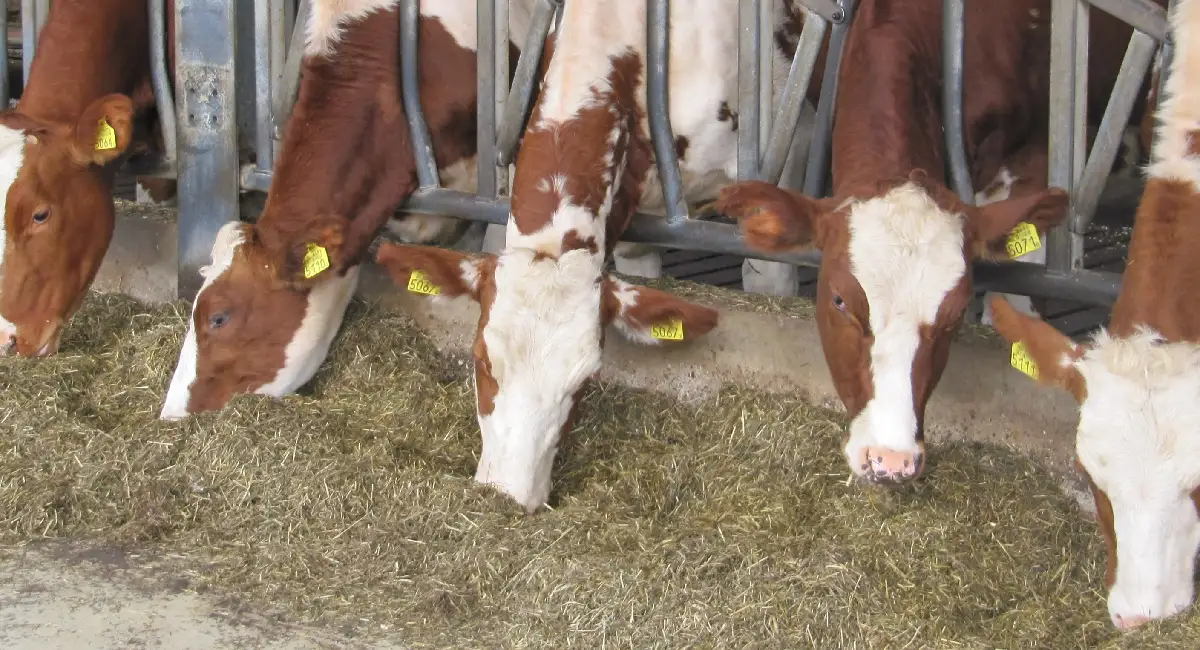 Cows eating 