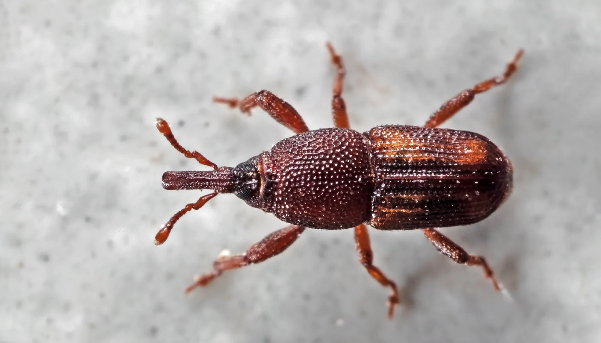 rice weevil on grey background