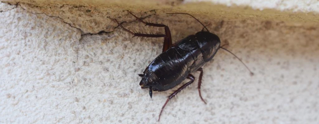 Oriental Cockroach on a wall