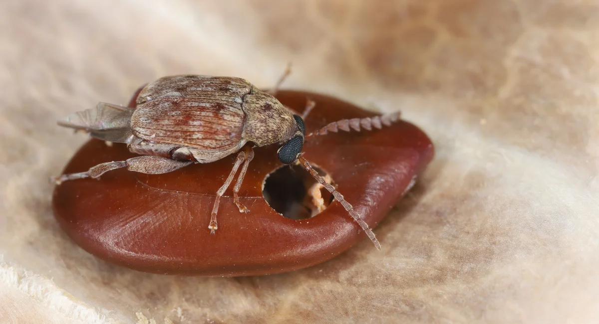 A bean weevil on a seed