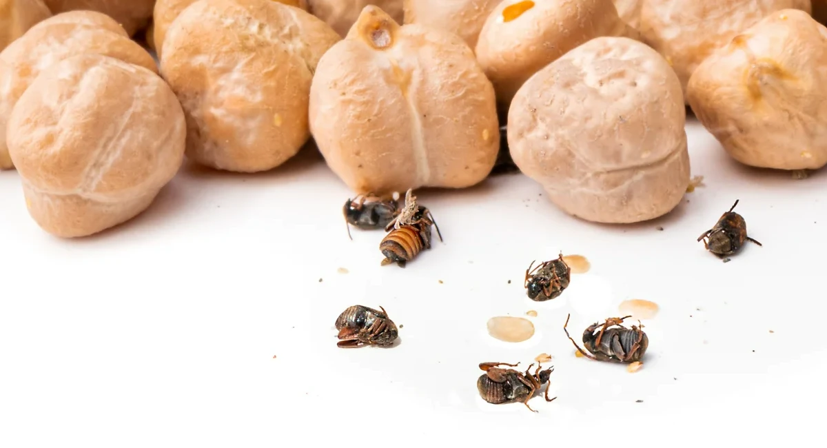 Multiple cowpea beetles near nuts