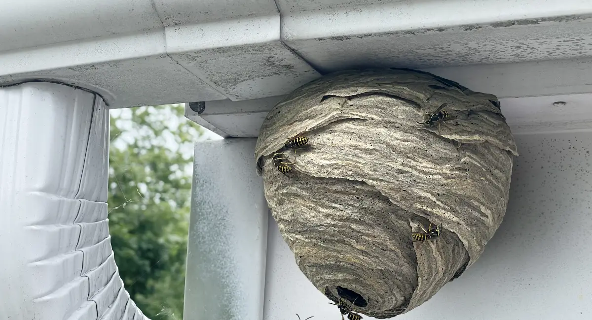 A yellow jacket wasp nest attached to a building