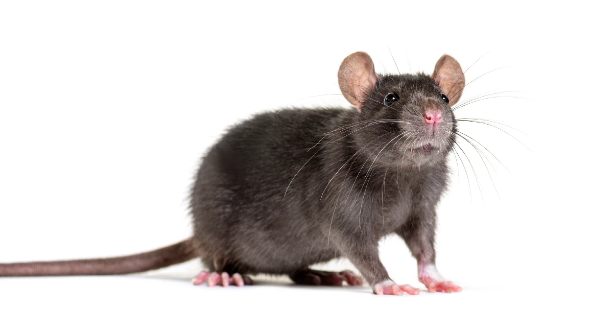 Roof rat on white background